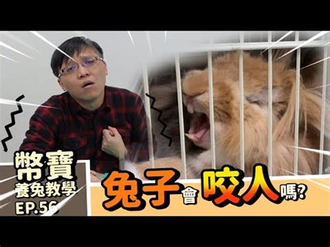 兔子生氣不理人|兔子也會生氣嗎？